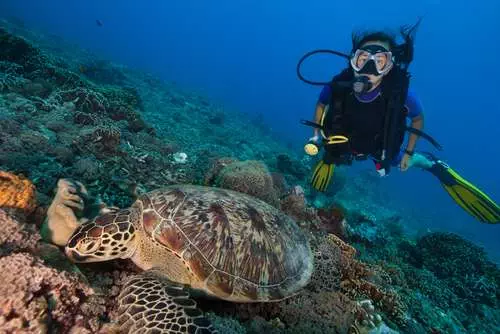 Panduan Snorkeling dan Diving